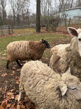 Load image into Gallery viewer, Natural Light Gray Coopworth Yarn